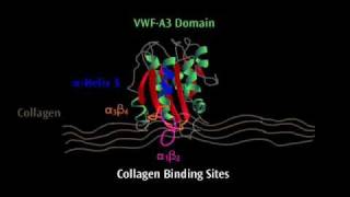 VonWillebrandFaktor  Teil 03 [upl. by Ytissac]