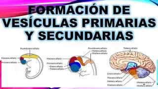 Formación de vesículas [upl. by Werby]