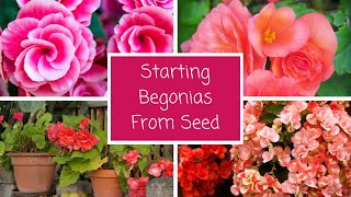 How To Start Begonias From Seed 🌺  Starting Begonia Seeds [upl. by Kore]