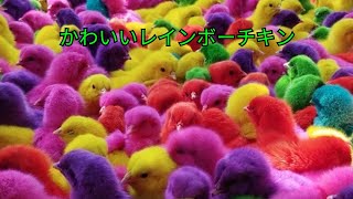 とってもかわいい‼️隠れたレインボーチキンを見つける🐥🐤🐣 005 [upl. by Hunger]