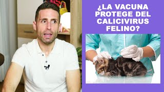 ¿La vacuna protege a mi gato de calicivirus [upl. by Yrol]