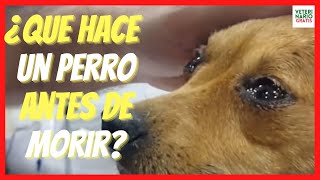 💔 ¿QUE HACE UN PERRO ANTES DE MORIR 💔MI EXPERIENCIA COMO VETERINARIO [upl. by Beacham]