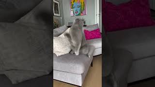 Kuğu gölü balesi yapam dediydim 😂 music dance cat kedi keşfet catlover [upl. by Gere]