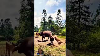 Animals fighting behavior animals animalbattle wildlifefight wildlifebattle [upl. by Nielson230]