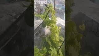 dekhiae chhote se plant main kitne🌱🌱🌱 sare karele terracegarde gardenplants 👍🙏 subscribe [upl. by Robena755]