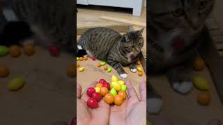 Meme and the sweets meme smartcat catviralvideo satisfying entertainingvideos [upl. by Dobbins]