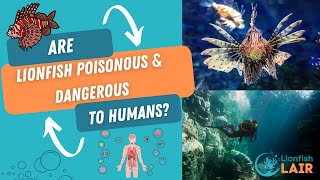 Are Lionfish Poisonous and Dangerous to Humans What to do if You Get Stung [upl. by Pittel472]