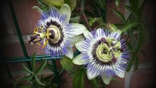 Passionsblume Passiflora vermehren [upl. by Aehta123]