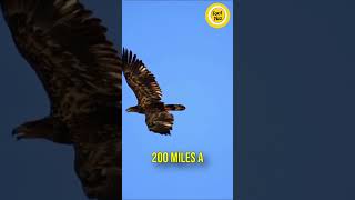 Amazing California Condor Facts Comeback Size and Daily Travels shorts [upl. by Jess]