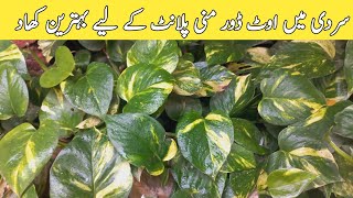 Best fertilizer for Mony Plantoutdoor money plant growt tips kitchengarden [upl. by Winna]