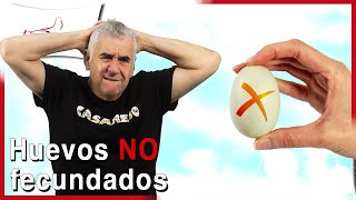 Huevos NO fertilizados 4 posibles causas 🐣❌ [upl. by Millan]