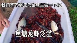 魚塘龍蝦泛濫，花800元下四個地籠開始抓小龍蝦 [upl. by Edith95]