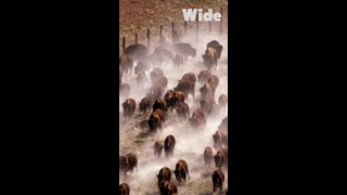 Ever seen that many bison  WIDE [upl. by Neumeyer]