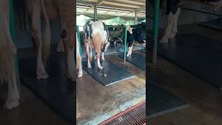 Cattle Fighting 🐄🐂🐄 cattles cowes animalfarming animals cow cattlefarming farming [upl. by Adihsar957]