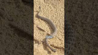 How Do Rattlesnakes Rattle shorts rattlesnake rattle snake animal animals animalfacts facts [upl. by Haliehs]