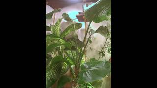 Plant timelapse 39days in 1min Two nicolai Strelitzia Dieffenbachia Raphidora [upl. by Esiuol]