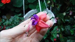 How to grow fuchsia plants indoors [upl. by Zingale]