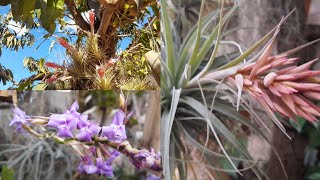 🔴 TILLANDSIAS CULTIVOFLORAÇÃOflores tillandsia cultivo [upl. by Atirma]