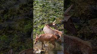 Discesa al fiume con bagno  I cervi di Villalago shorts [upl. by Howarth]