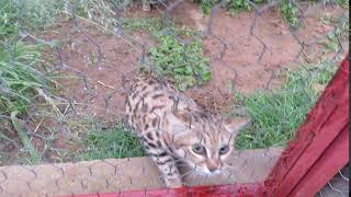 Cute Blackfooted Cat at Brookfield Zoo [upl. by Faber]