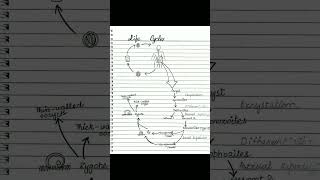 Cryptosporidiosiscryptosporidiumlife cycle of cryptosporidiumpathogenesis of cryptosporidium [upl. by Enajharas]