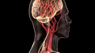 Temporal Arteritis [upl. by Reube840]