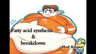 Fatty acid synthesis and breakdown quotMed Reignsquot [upl. by Assital747]