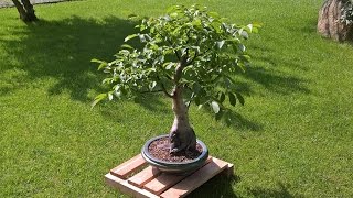 Walnut Bonsai  Juglans Regia  Impossible tree [upl. by Winshell]