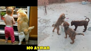 funny animals videos funniest cats and dogs 2024 The Dodo animals puppy dogs puppys dog k1 [upl. by Aileen]