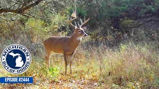 Bow Hunting Gun Hunting Bragging Board Michigan Out of Doors TV 2444 [upl. by Moyers]