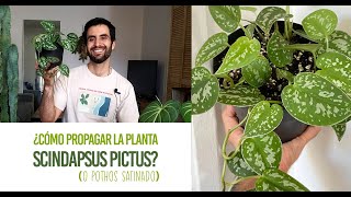 ¿Cómo propagar la planta Scindapsus pictus o potos satinado Propagación MUY FACIL por agua [upl. by Artenek864]