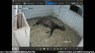 19 Maid of Cotton colt by Divining Rod foaled 523  108 am [upl. by Delly]