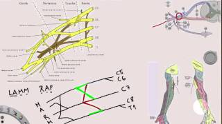 Plexus Brachialis [upl. by Ilamad]