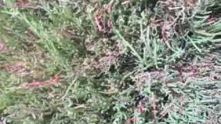 EatTheWeeds Episode 74 Glasswort Salicornia Samphire [upl. by Jermaine]