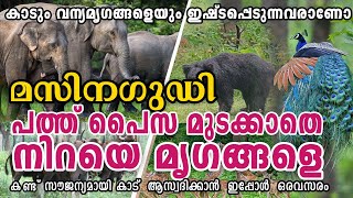 പത്ത് പൈസ മുടക്കാതെ മൃഗങ്ങളെ കണ്ട് കാട് ആസ്വദിക്കാൻ ഒരവസരം  Masinagudi  Masinagudi Ootty road [upl. by Athalee]