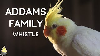 ADDAMS FAMILY WHISTLE 2 HOUR  Cockatiel Singing Training  Bird Whistling Practice [upl. by Yhtommit]