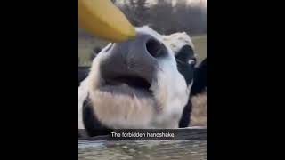 The forbidden handshake cows kissing memes [upl. by Mloc749]