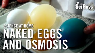 The Sci Guys Science at Home  SE1  EP14 The Naked Egg and Osmosis [upl. by Columbus]