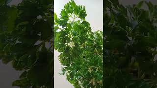 ARALIA PLANT Growth Update amp Experience [upl. by Hasina]