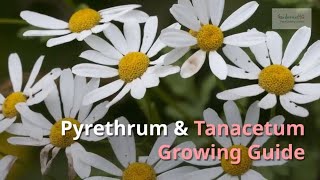 Pyrethrum and Tanacetum Growing Guide Painted Daisy by GardenersHQ [upl. by Speroni]