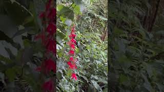 Early morning Cardinal flowers Lobelia cardinalis pondlife nativeplants redflowers [upl. by Mcmullan]