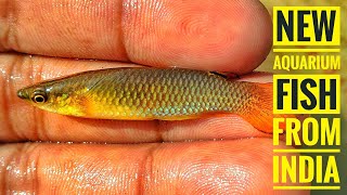 Orange panchax KILLIFISH in wild  new fish from India  Aqua adventure [upl. by Oicor]