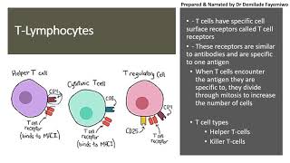 Chapter 112 Immunity  Lymphocytes [upl. by Ardnusal]