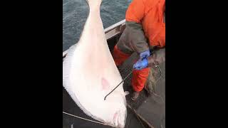 Fighting a Giant Halibut over the rail in Alaska dangerousjobs alaskanhalibut halibut fishing [upl. by Helsie]