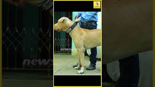 BULLY KUTTA இவன்தான் என்ன பாத்துக்குறான்  Shorts [upl. by Rorry]