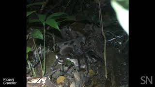 Watch what happens when a tarantula encounters a baby opossum  Science News [upl. by Arta]