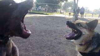 Epic Battle German Shepherd vs German Shorthaired Pointer [upl. by Jammal548]