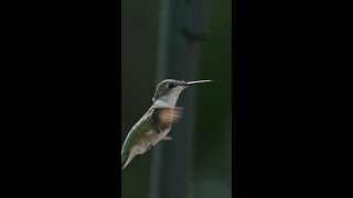 Watch This Hummingbird Hover Like Magic – Simply Beautiful  Birds hummingbirds [upl. by Lahey]