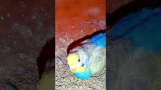 Bodri Bird egg laying shortstrending viralvideo perrotbirds comedyfunnydogBirdbreeding28 [upl. by Eicyal424]