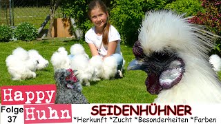 E37 ZwergSeidenhühner im Rasseportrait bei HAPPY HUHN  Stall Haltung Zucht Küken Farbschläge [upl. by Auqinom]